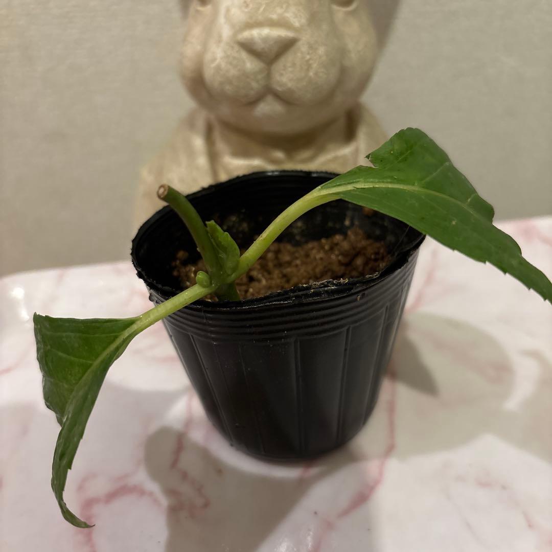 華やかな覆輪紫陽花