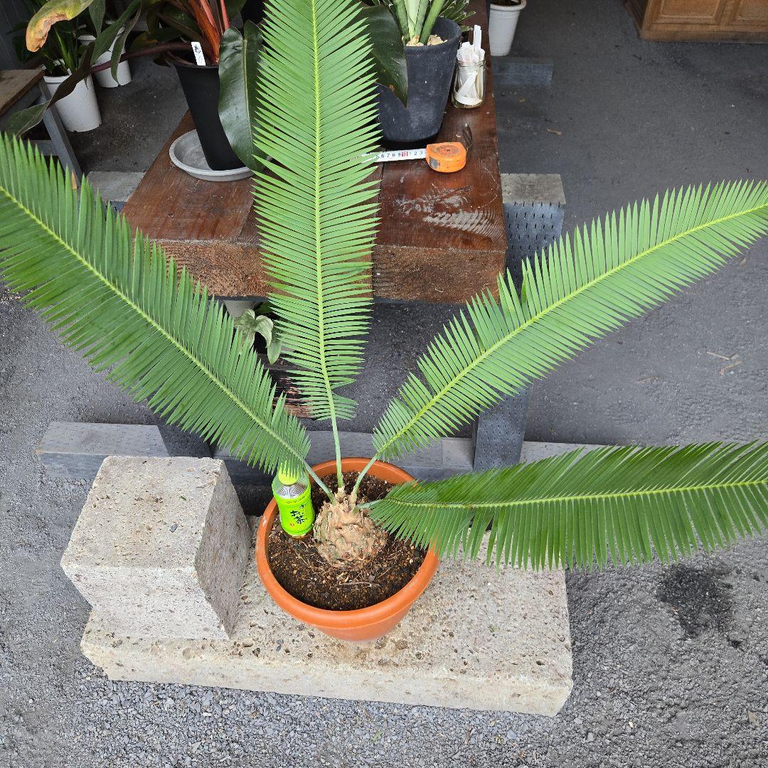 PECO POCOソテツディオーン　10号特大苗木最高等級極上品‼️　希少