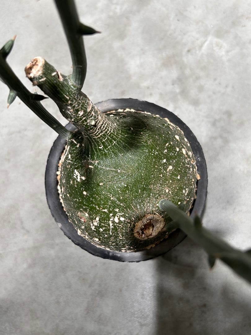 まんまる！アデニア　グロボーサ　鉢付き