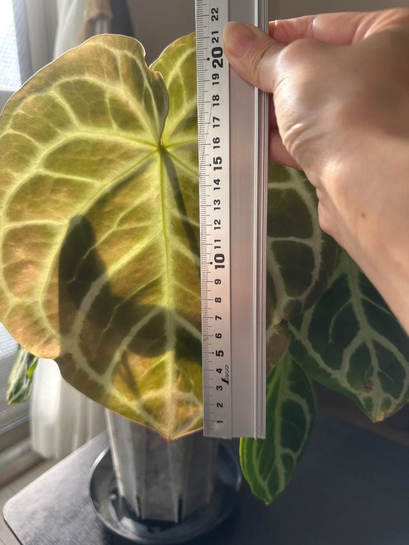 クリスタリナム×ドラヤキ アンスリウム大株 葉数多め アンスリウム