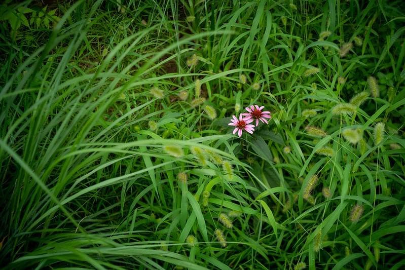 80　希少【RED P】 沈胴式 インダスター22　L39アダプター付