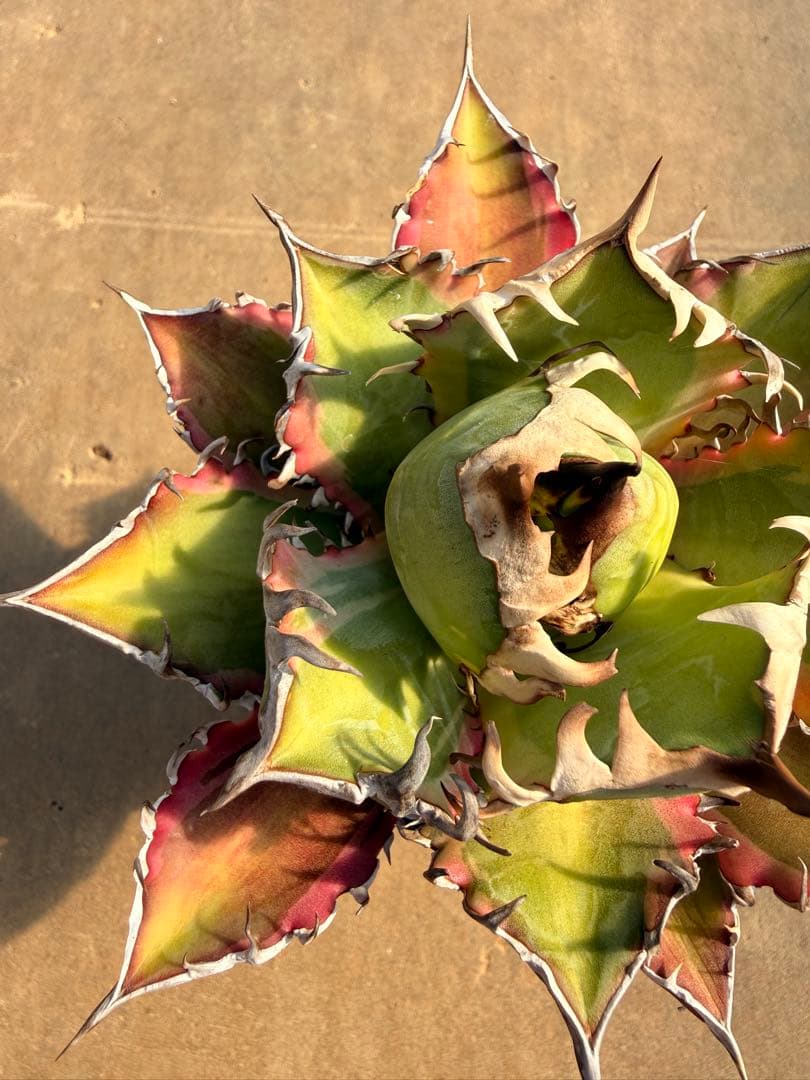 レッドキャットウィーズル 斑入り｜ピンク差し斑｜3.5寸鉢｜希少　斑入りRCW