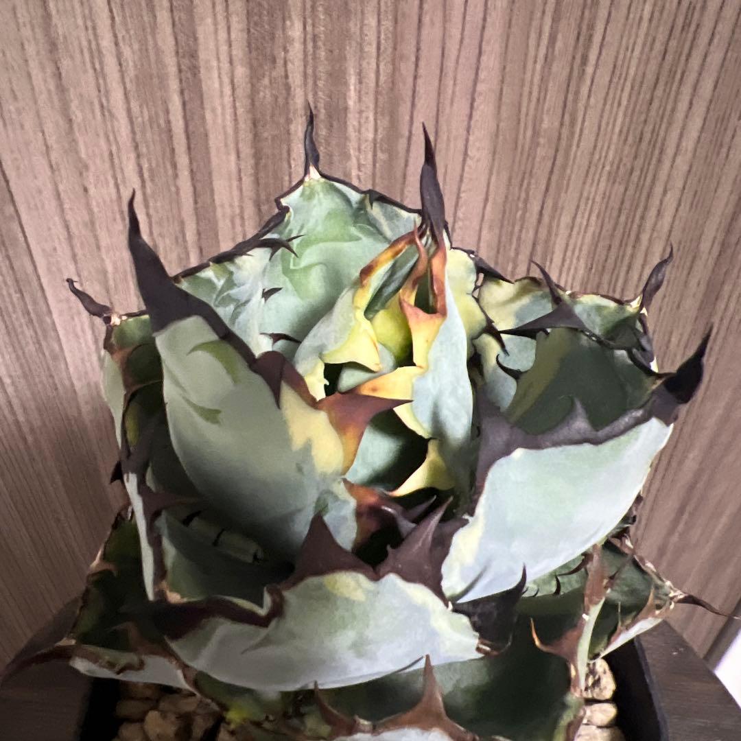 アガベ ブラックアンドブルー　BB 斑入り