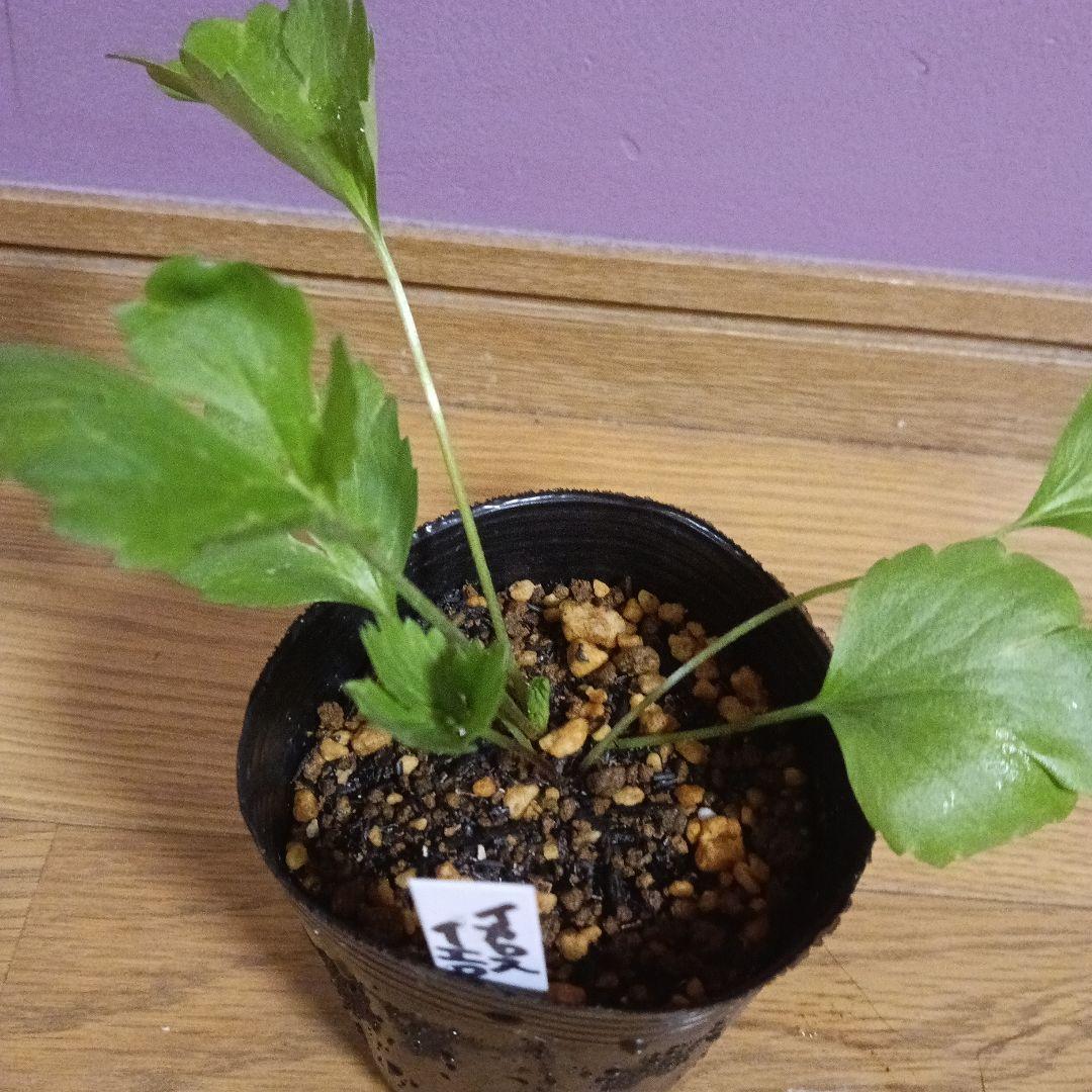 rui ラナンキュラスラックス 芽出し苗 6種セット！⑨⑪