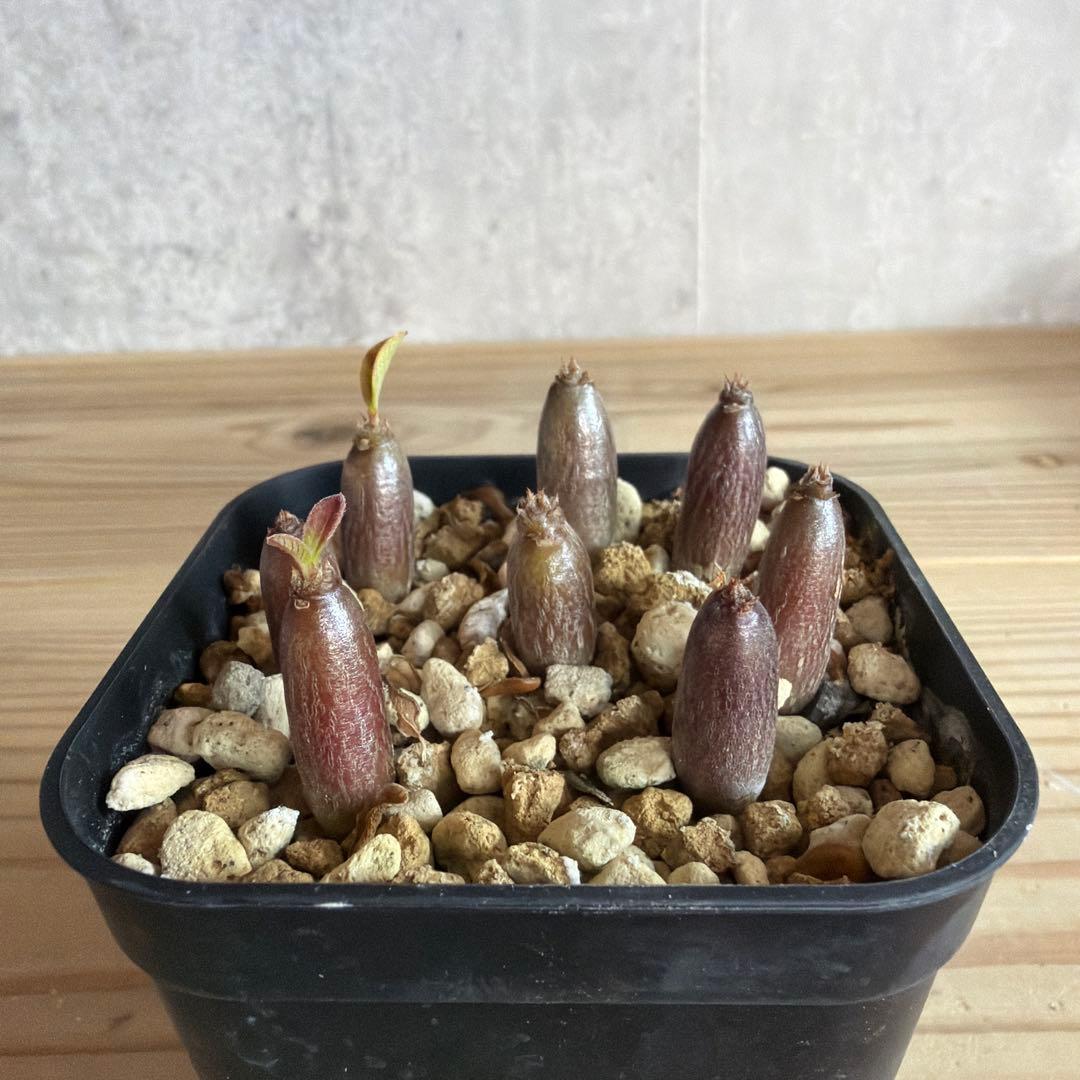 8株セット　パキポディウムウィンゾリー 国内実生株