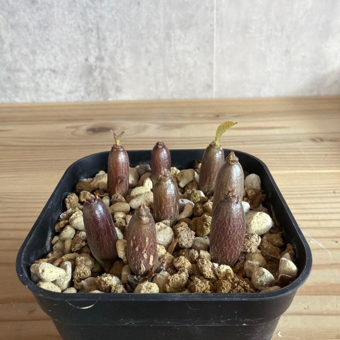 8株セット　パキポディウムウィンゾリー 国内実生株