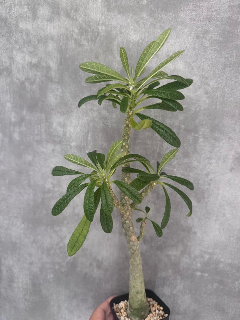 ドロステニアニ　ギガス　レア種