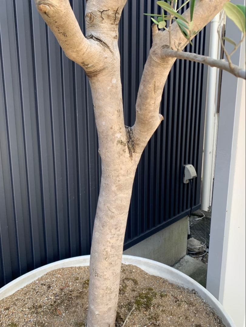 (引取り限定)オリーブの木