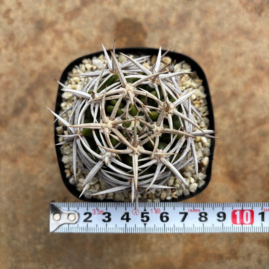 ギムノカリキウム フェロシオール フェルシオール 実生選抜