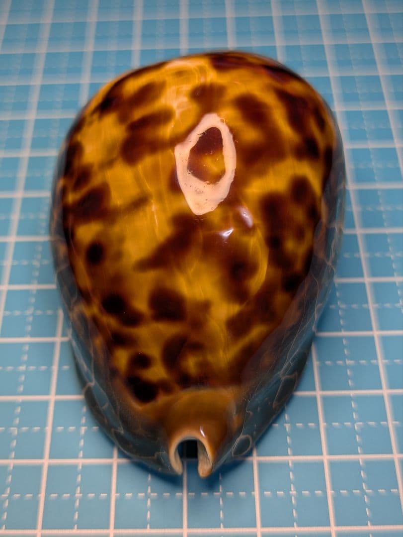 貝殻標本、タカラガイー52