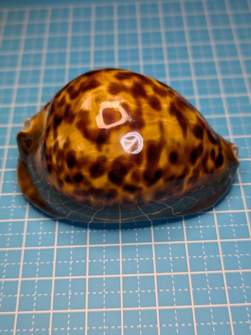 貝殻標本、タカラガイー52