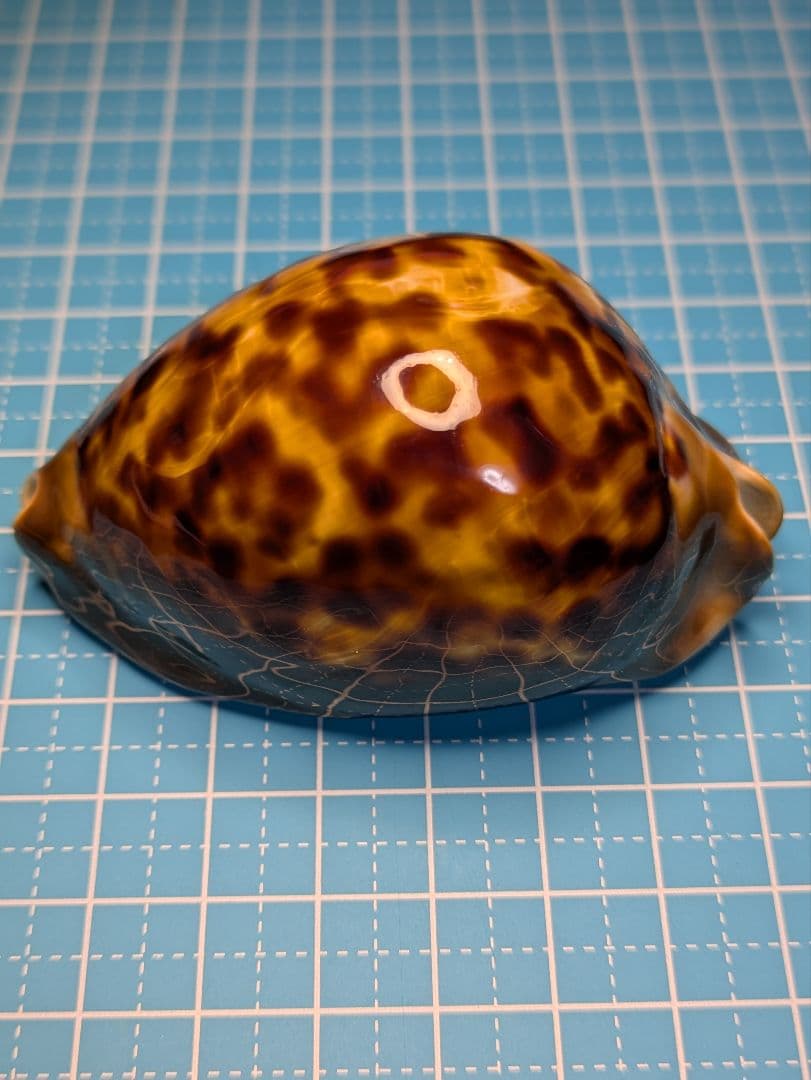 貝殻標本、タカラガイー52