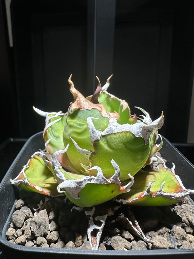 Agave　　オアハカ　オテロイ