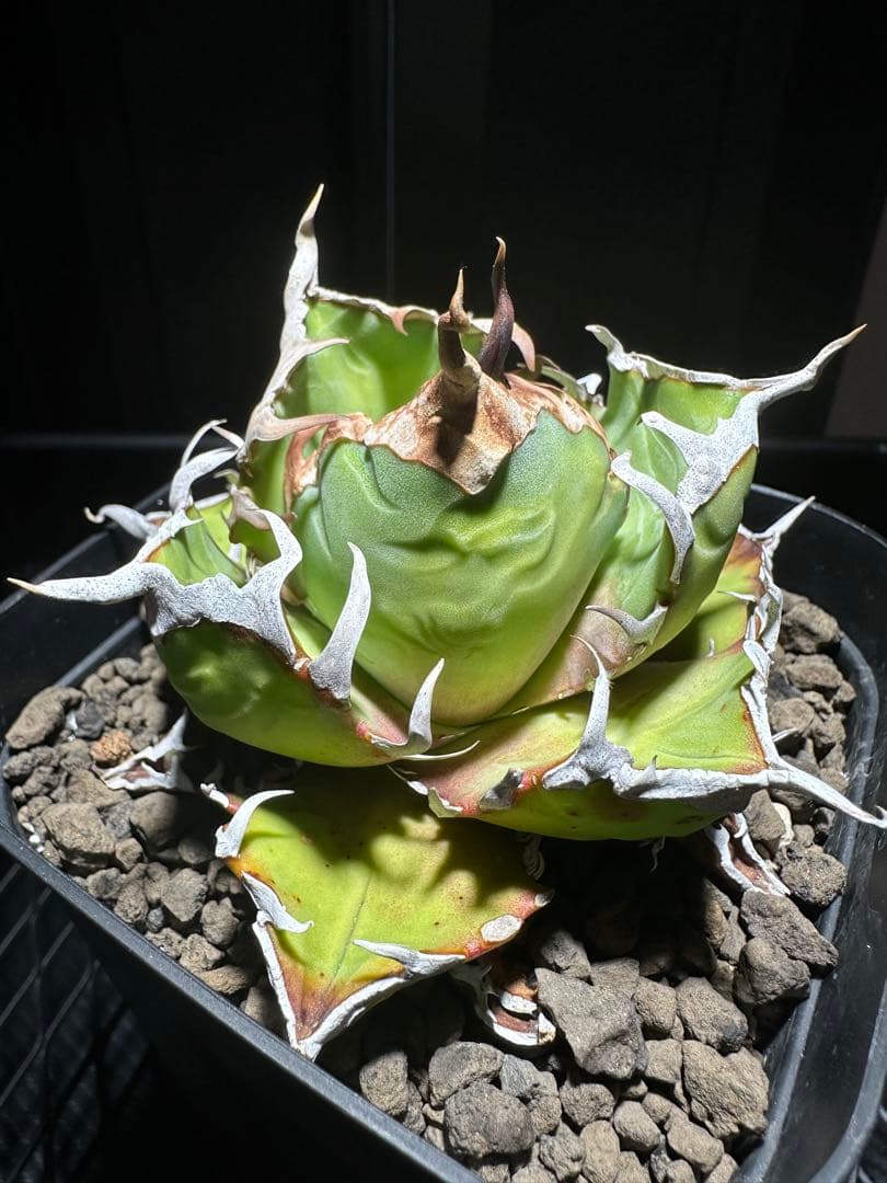 Agave　　オアハカ　オテロイ