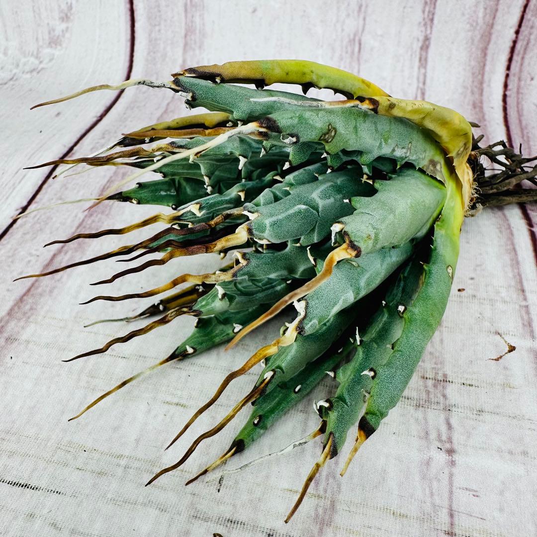 19 アガベ ユタエンシス エボリスピナ 陽炎 ロングスパイン