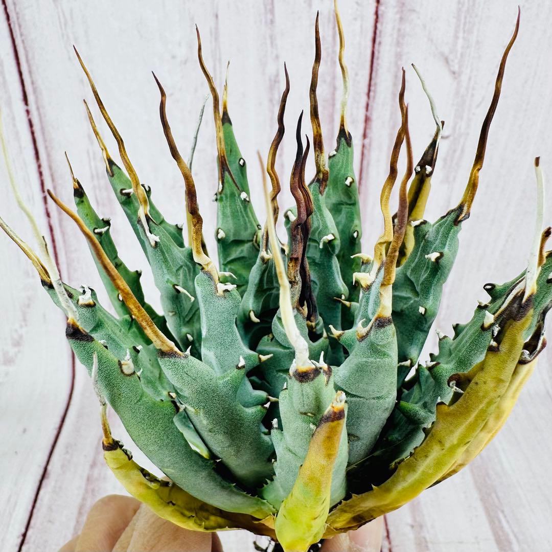 19 アガベ ユタエンシス エボリスピナ 陽炎 ロングスパイン