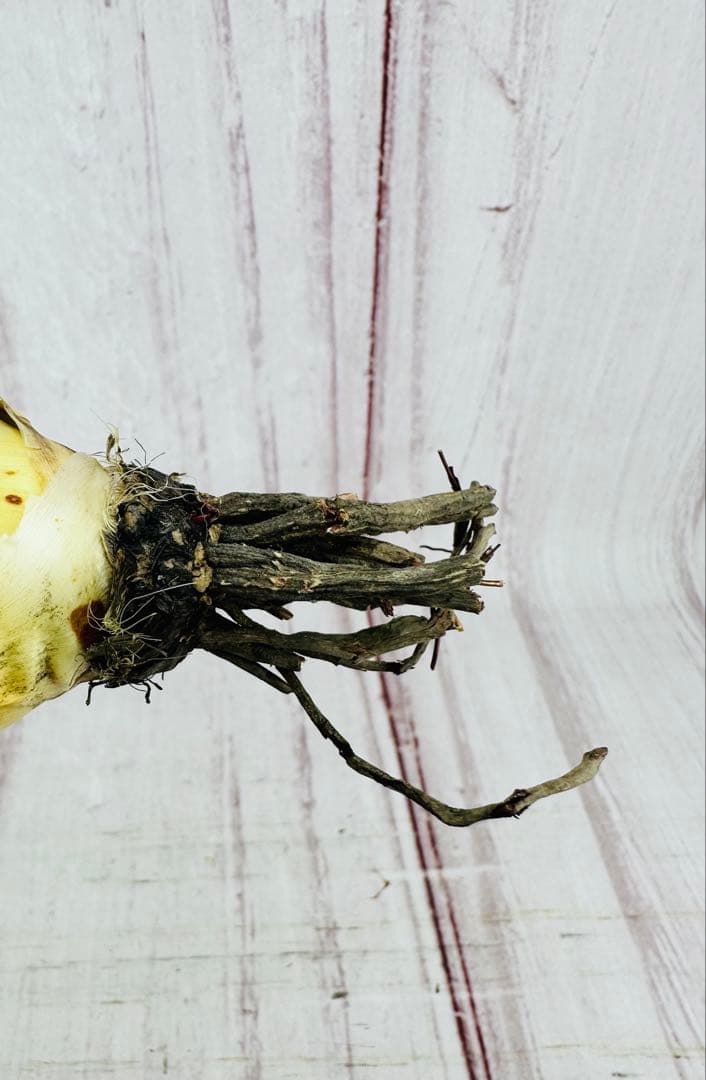 19 アガベ ユタエンシス エボリスピナ 陽炎 ロングスパイン