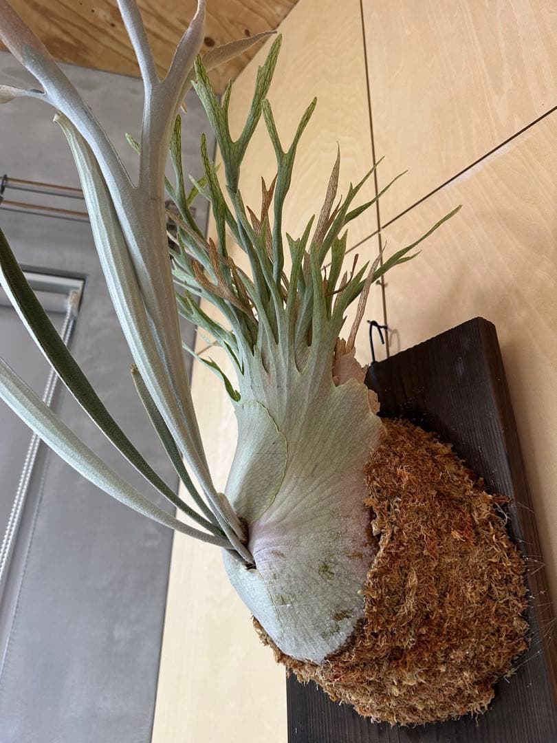 P.veitchii 'Auburn ' 子株販売　③ ビカクシダ