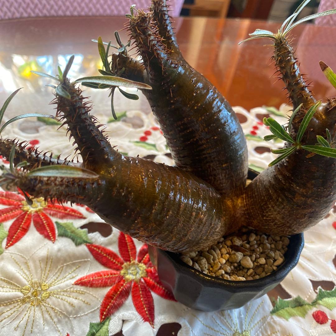 グラキリス多頭トリプルヘッド 現地球