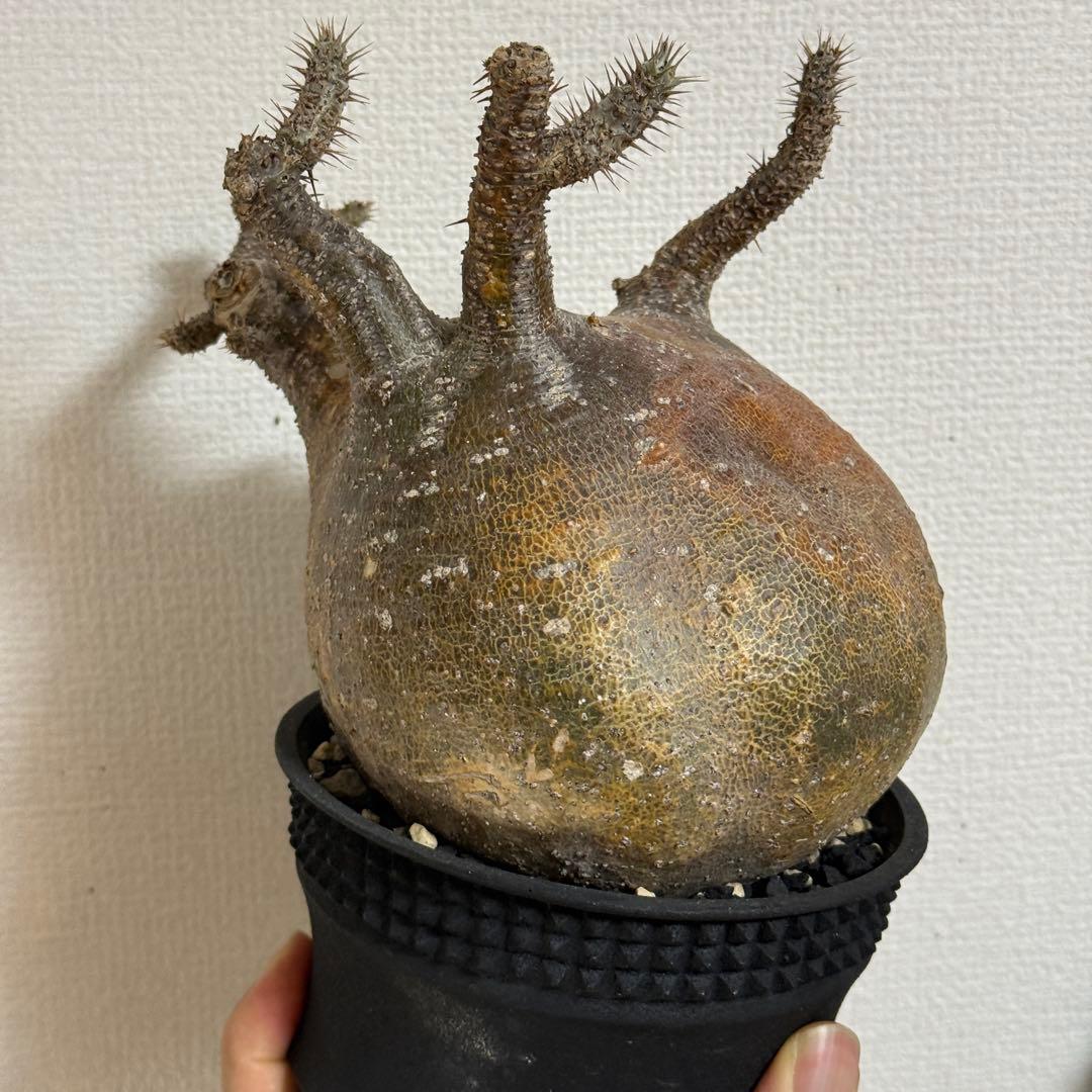 パキポディウム グラキリス 現地株 大株