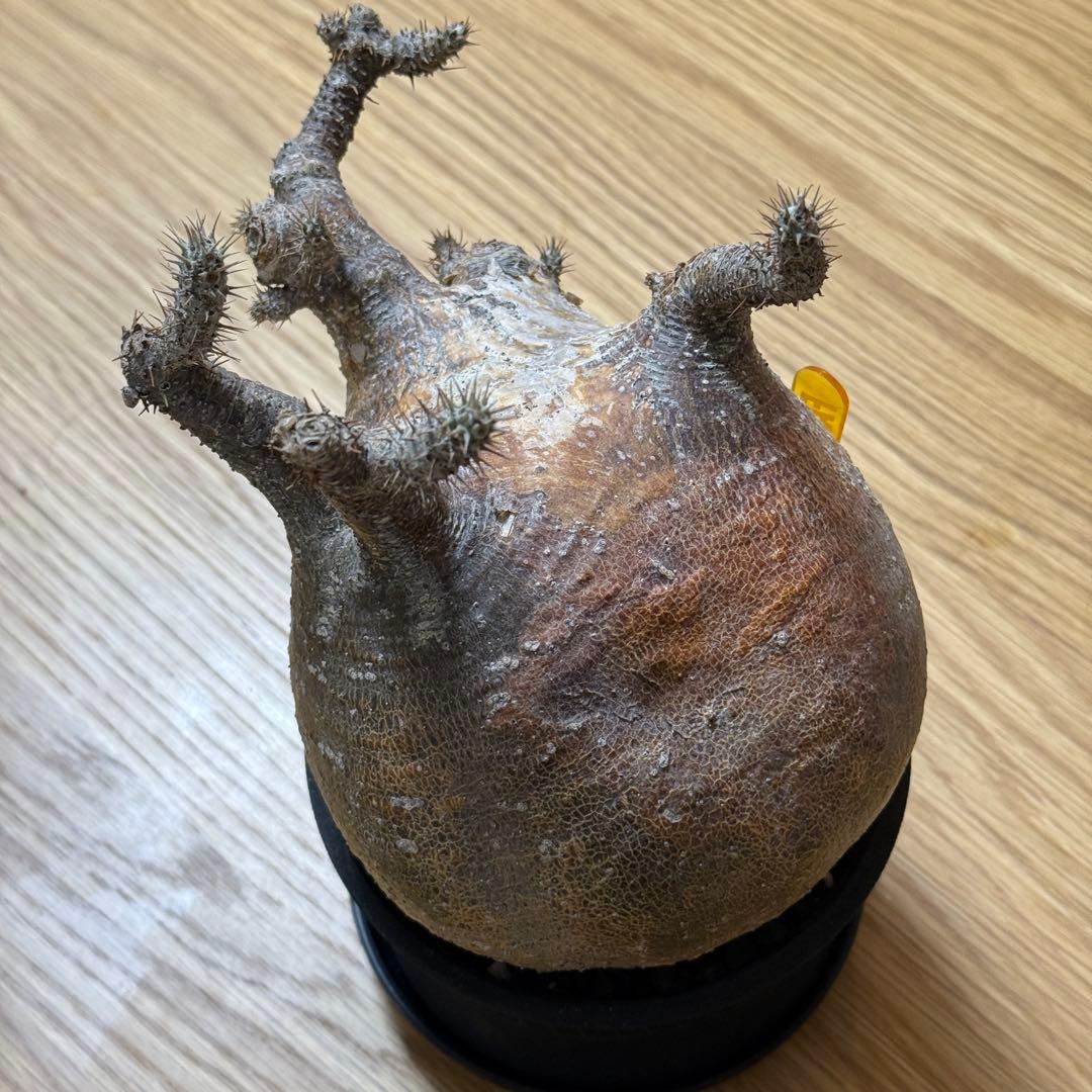 パキポディウム グラキリス 現地株 大株