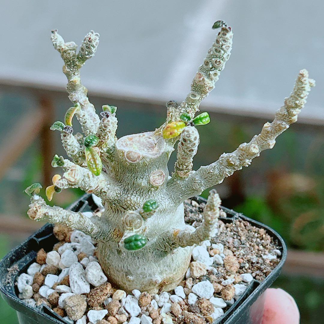 【将来有望★超選抜株★早い者勝ち】　ドルステニア　ギガス　実生　塊根凄すぎる41