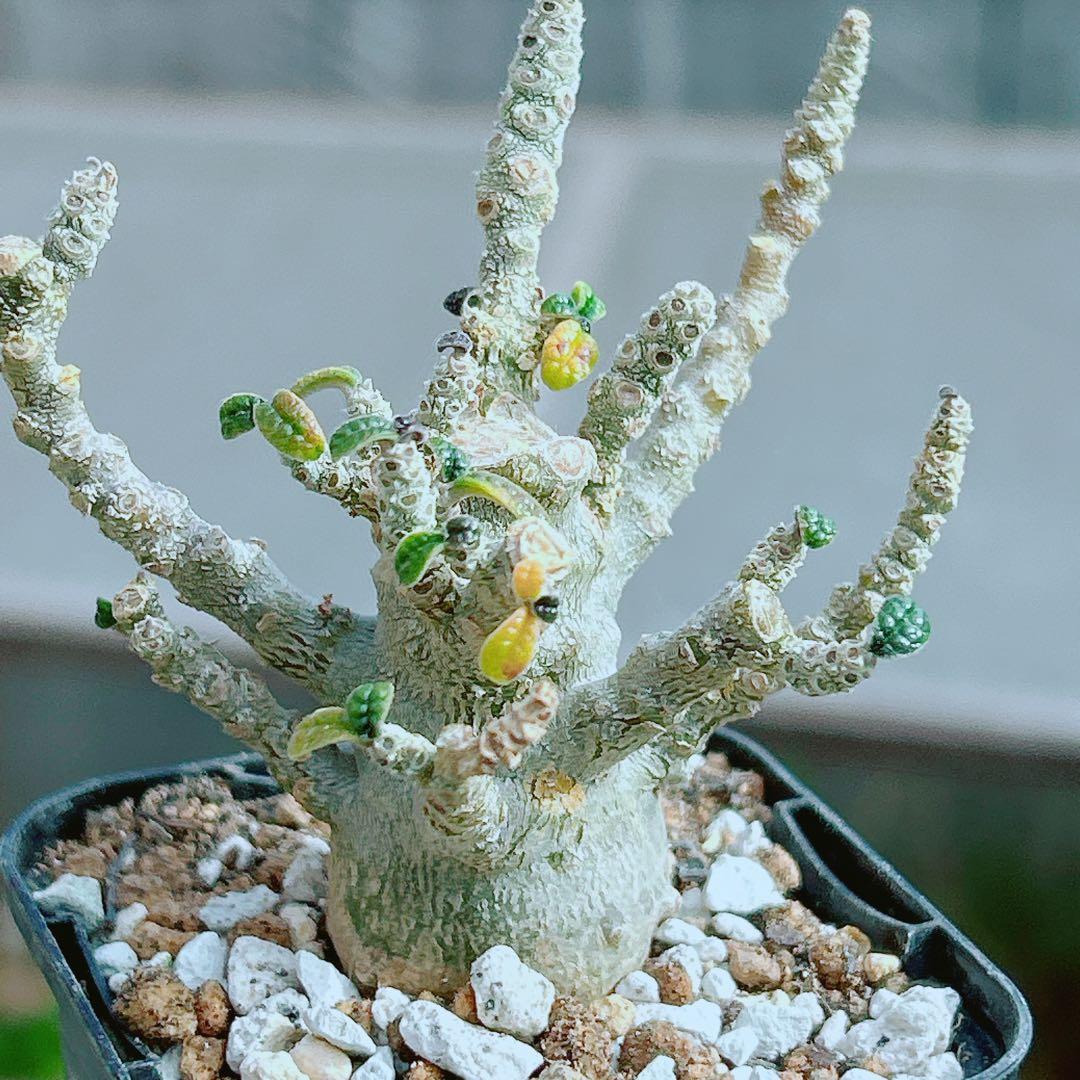 【将来有望★超選抜株★早い者勝ち】　ドルステニア　ギガス　実生　塊根凄すぎる41