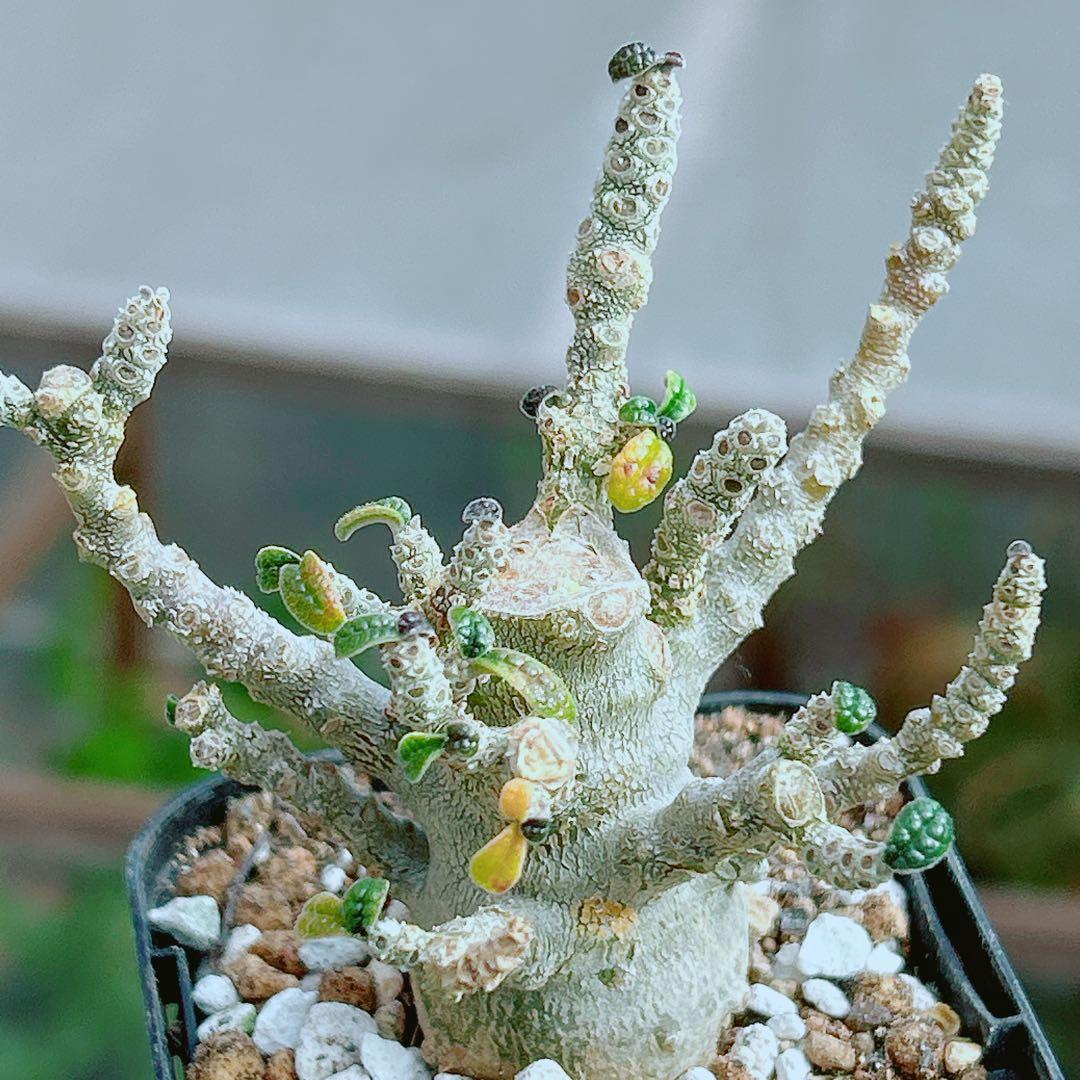 【将来有望★超選抜株★早い者勝ち】　ドルステニア　ギガス　実生　塊根凄すぎる41