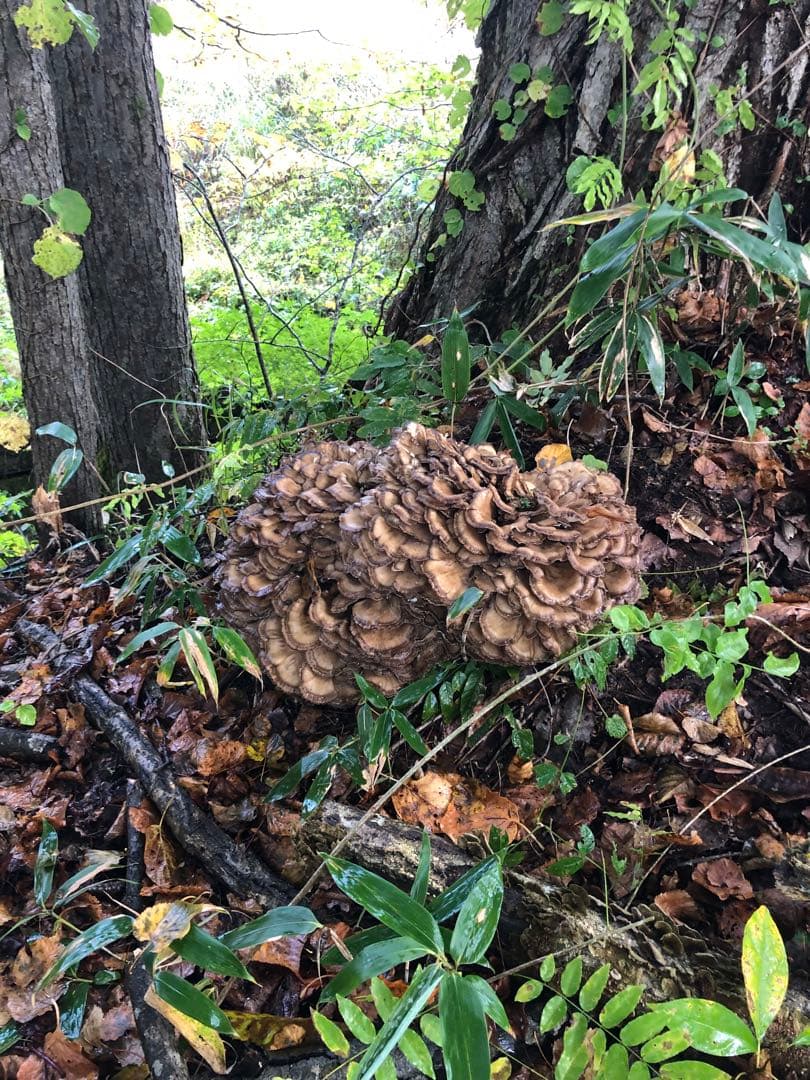 秋田県産　天然舞茸　10月21日収穫天然舞茸2.6kg