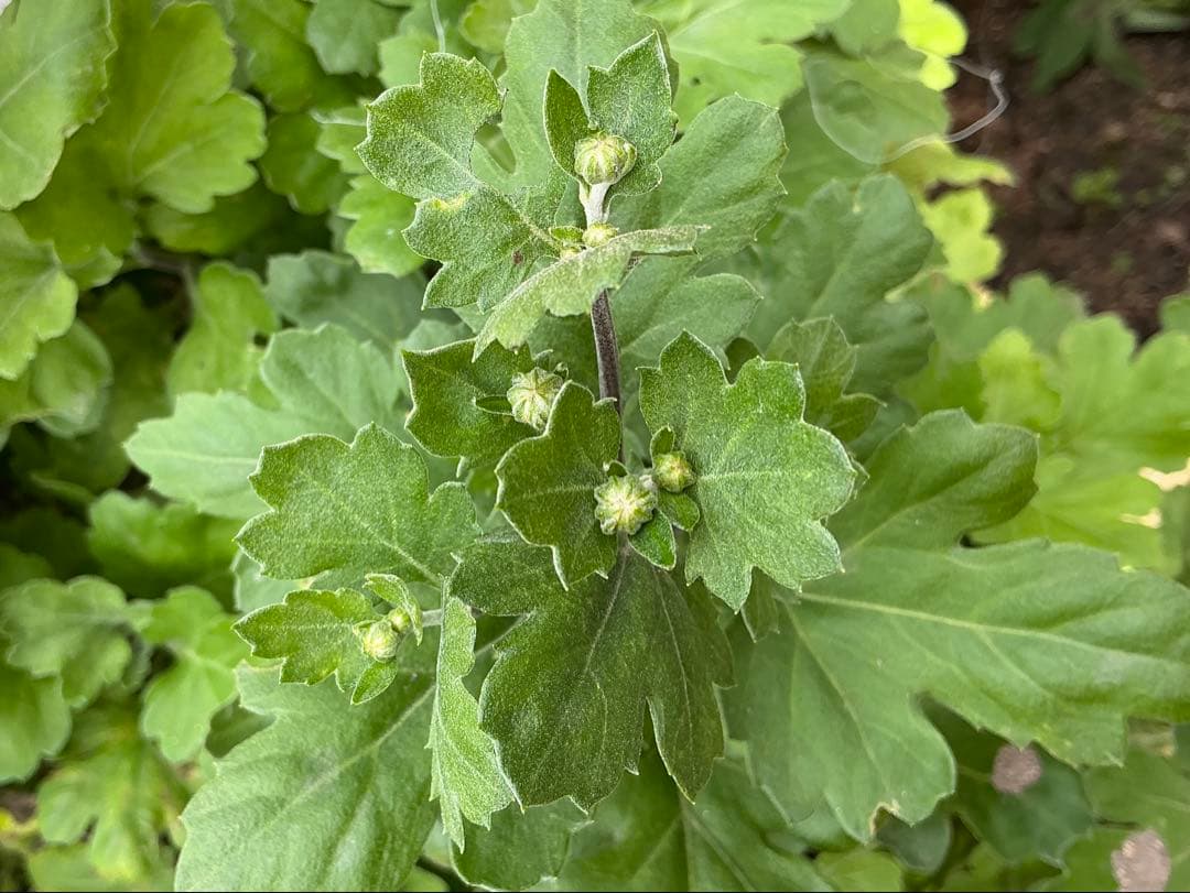 ピンク系小菊　秋咲き　1苗