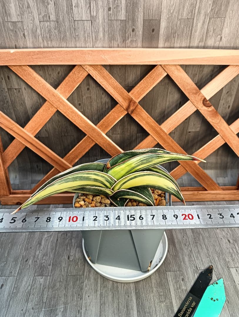 ☆S-4 超希少！大き目 サンスベリア ロリダ 斑入り ベアルート メルカリ便