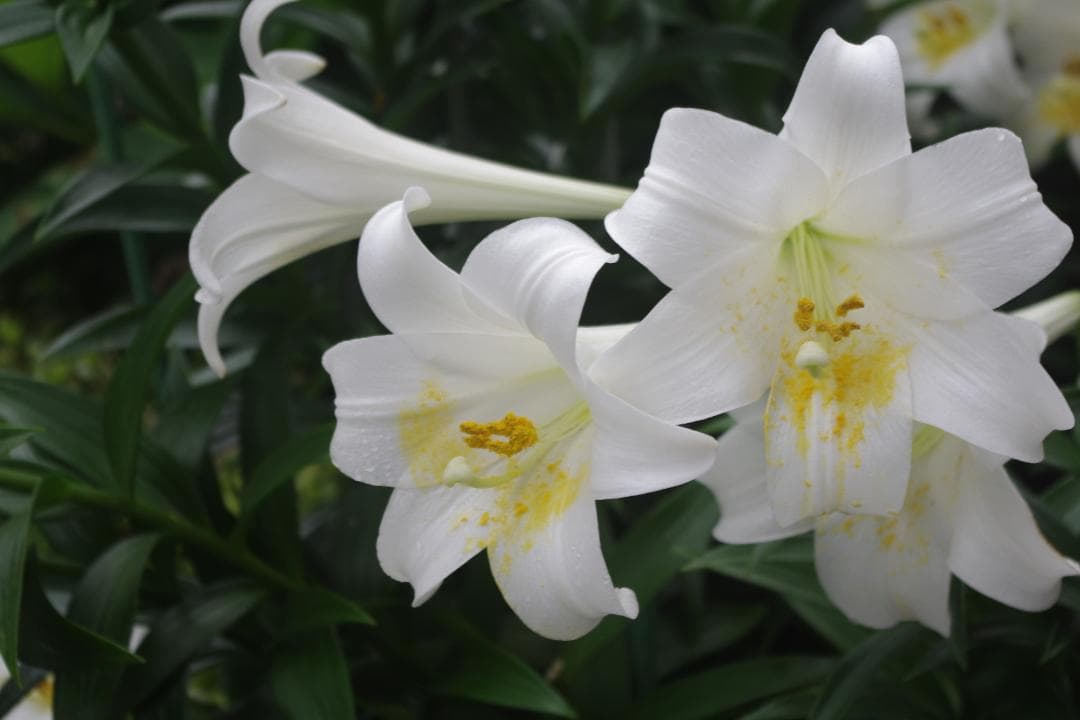 【S数2723回】PENTAX K-X★望遠レンズ付き55-300ｍｍ★転送OK