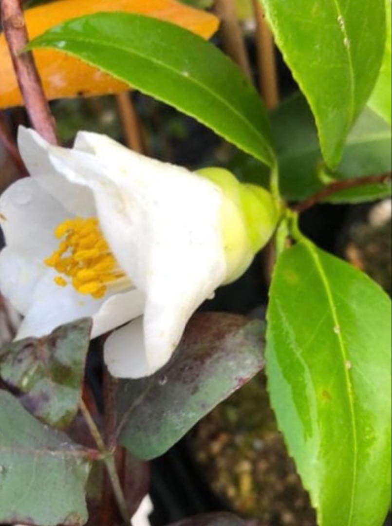 つばき　最小白花(さいしょうしろばな) 白色名花 極小輪 一重咲き 蕾あり宅急便