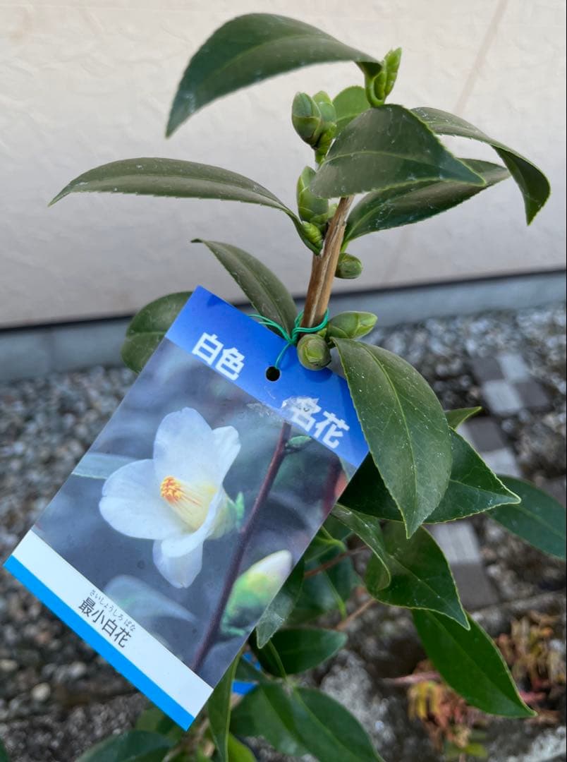 つばき　最小白花(さいしょうしろばな) 白色名花 極小輪 一重咲き 蕾あり宅急便