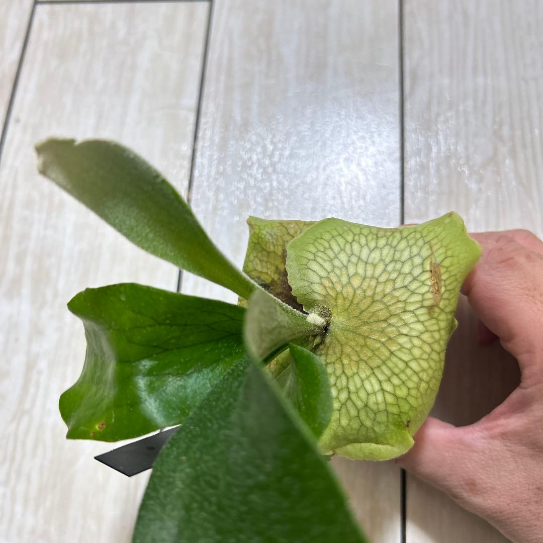 HAS.AR spore ビカクシダ ③