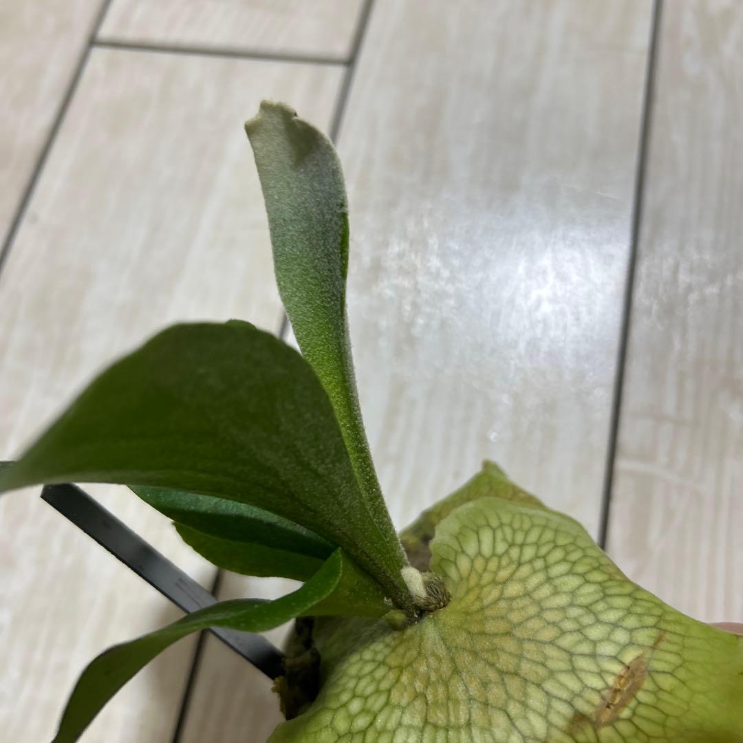 HAS.AR spore ビカクシダ ③