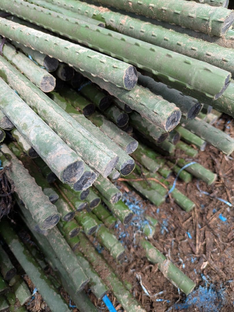 竹支柱 約2.1mイボ竹支柱200本