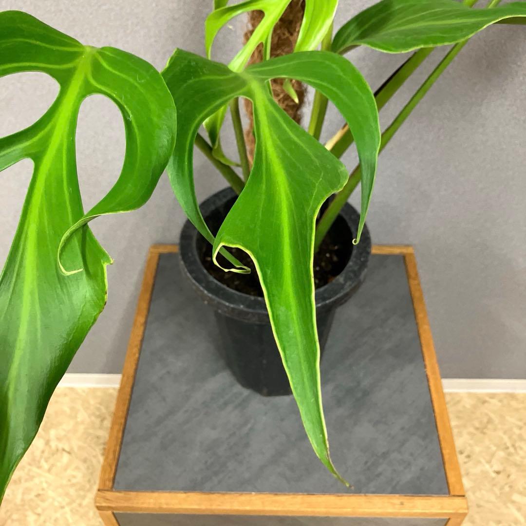 超絶希少❗️超美株❗️モンステラ　バールマルクスフレーム✨