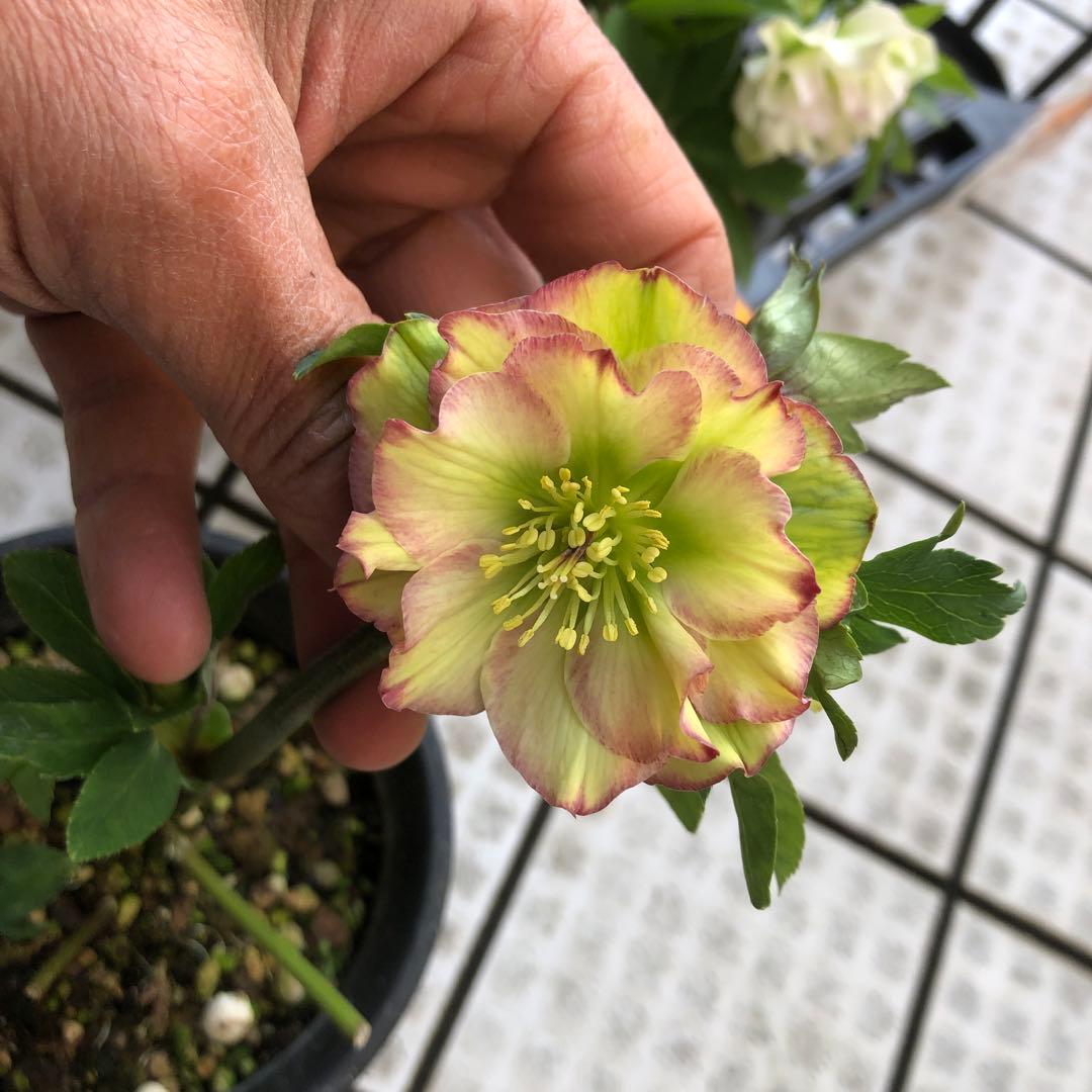 新春大特価 クリスマスローズ 八重 7種セット 豊園芸 花付き現品発送レア品種