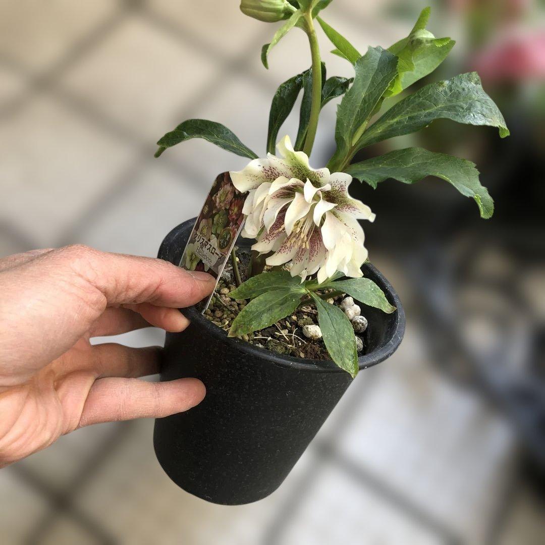 新春大特価 クリスマスローズ 八重 7種セット 豊園芸 花付き現品発送レア品種