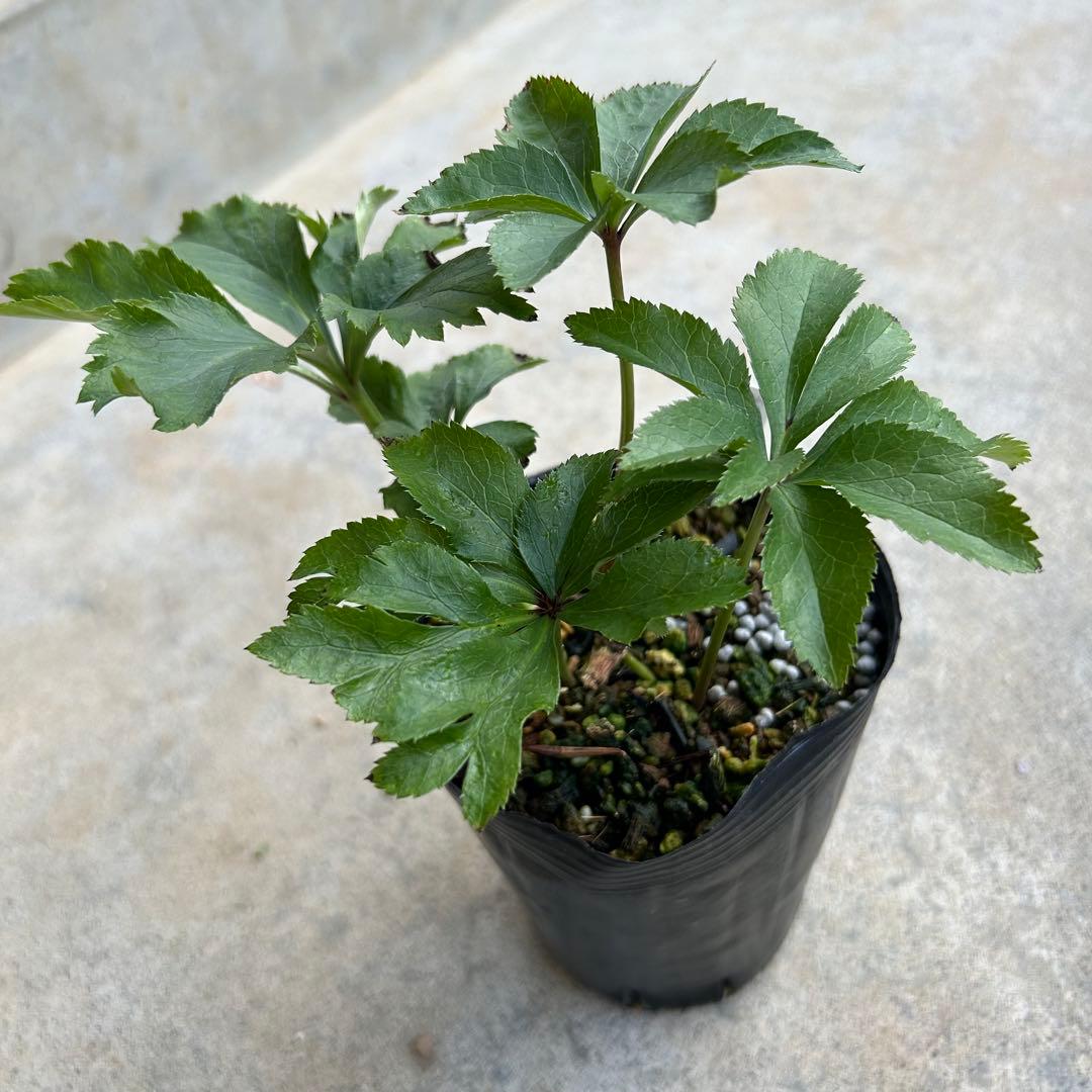 花菜 クリスマスローズ 開花予定株 セット