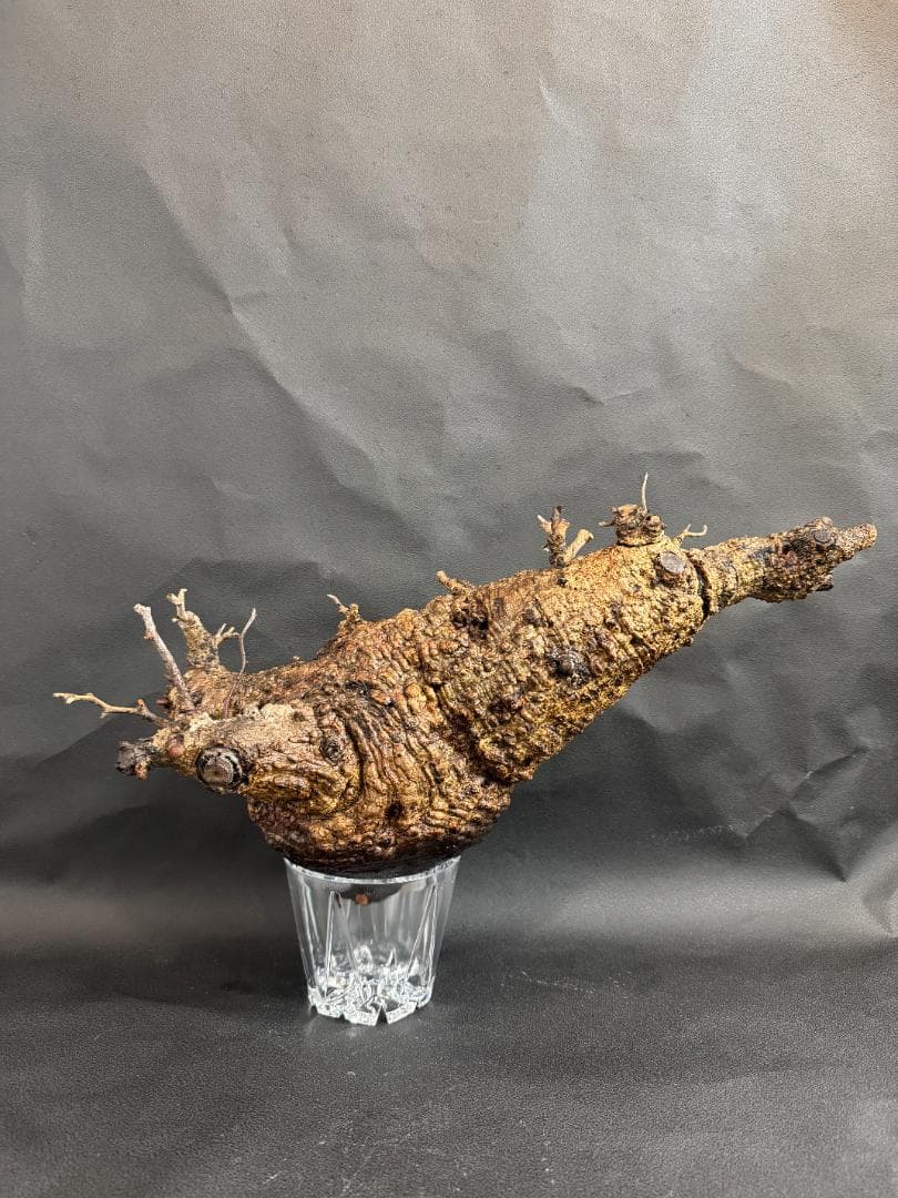 オペルクリカリアパキプス　ベアルート　扁平株