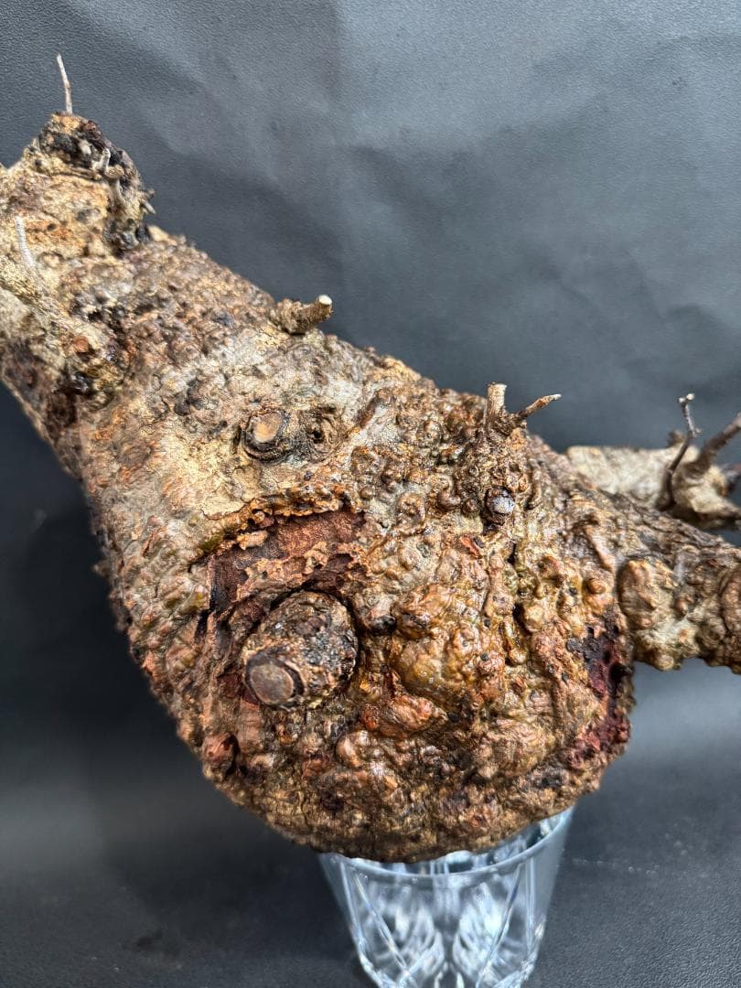 オペルクリカリアパキプス　ベアルート　扁平株