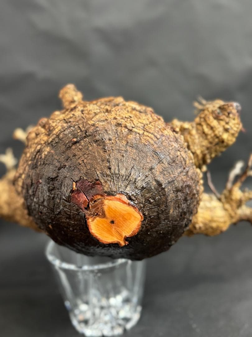 オペルクリカリアパキプス　ベアルート　扁平株