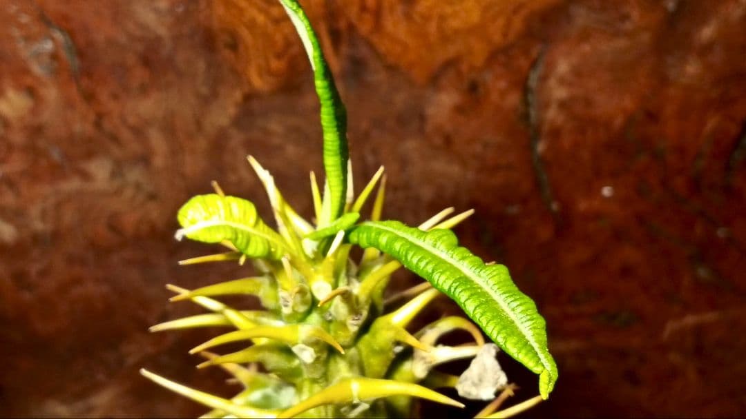 国内実生　大きめ　パキポディウム　アンボンゲンセ　右の株