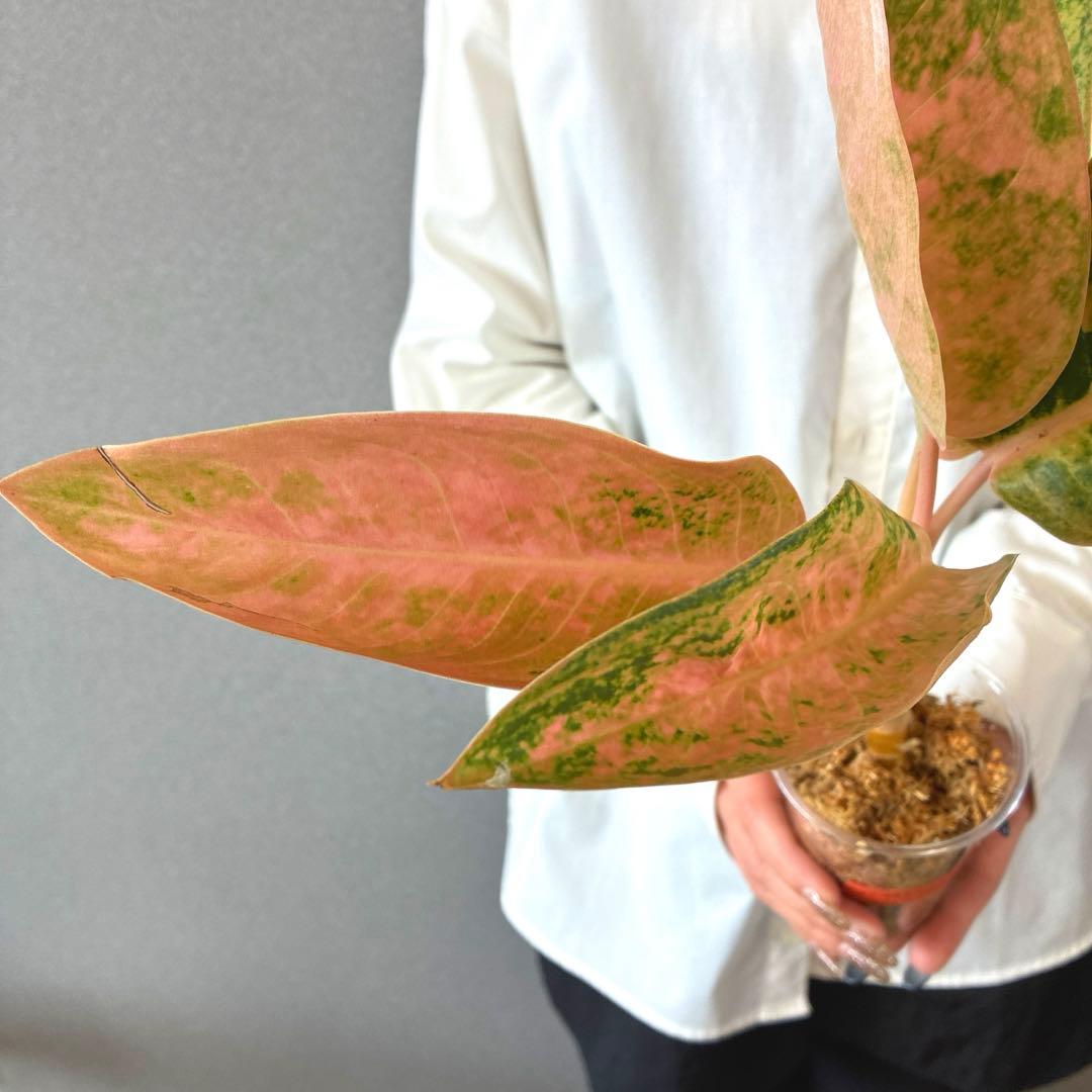 超希少❗️アグラオネマ　ピンクバナナ✨