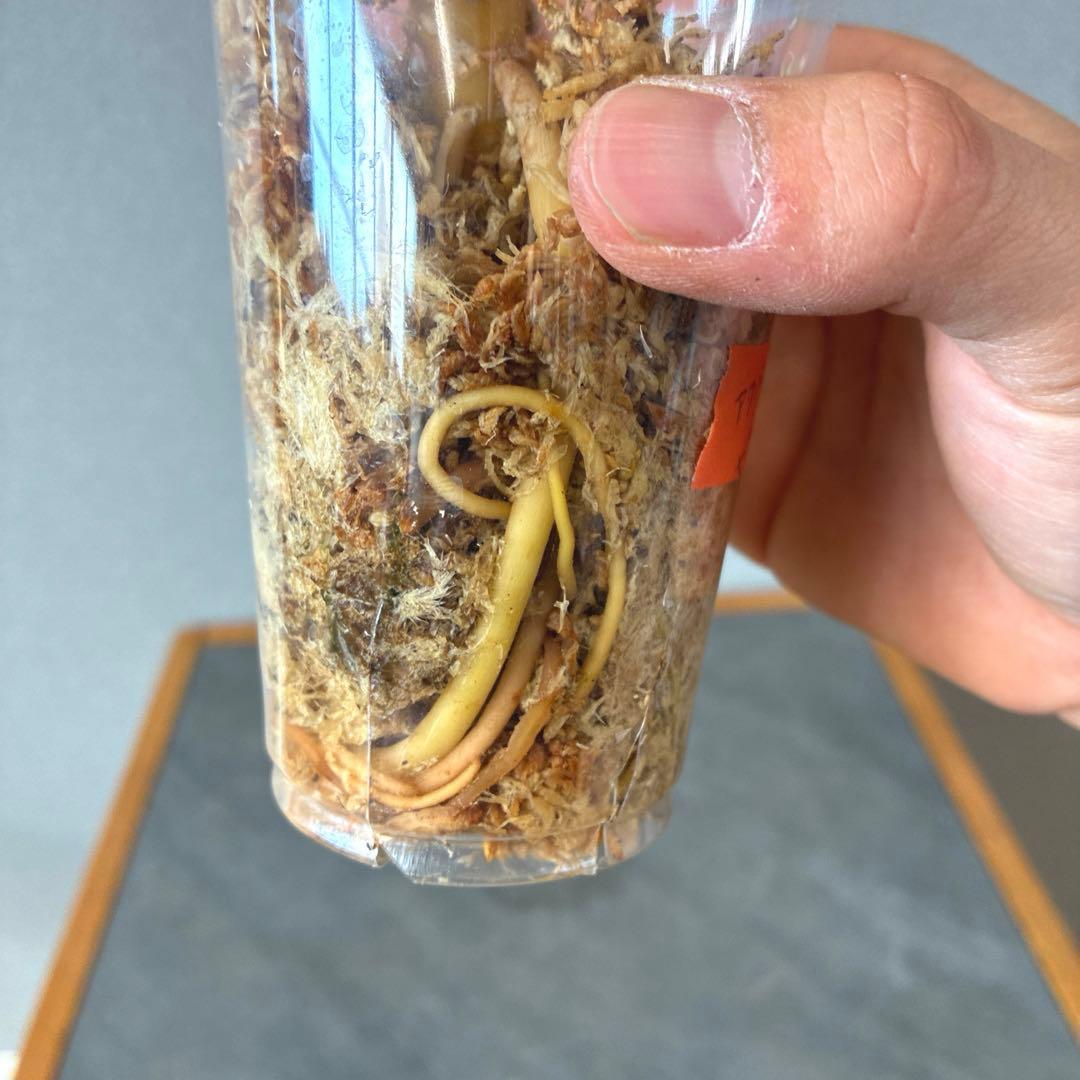 超希少❗️アグラオネマ　ピンクバナナ✨