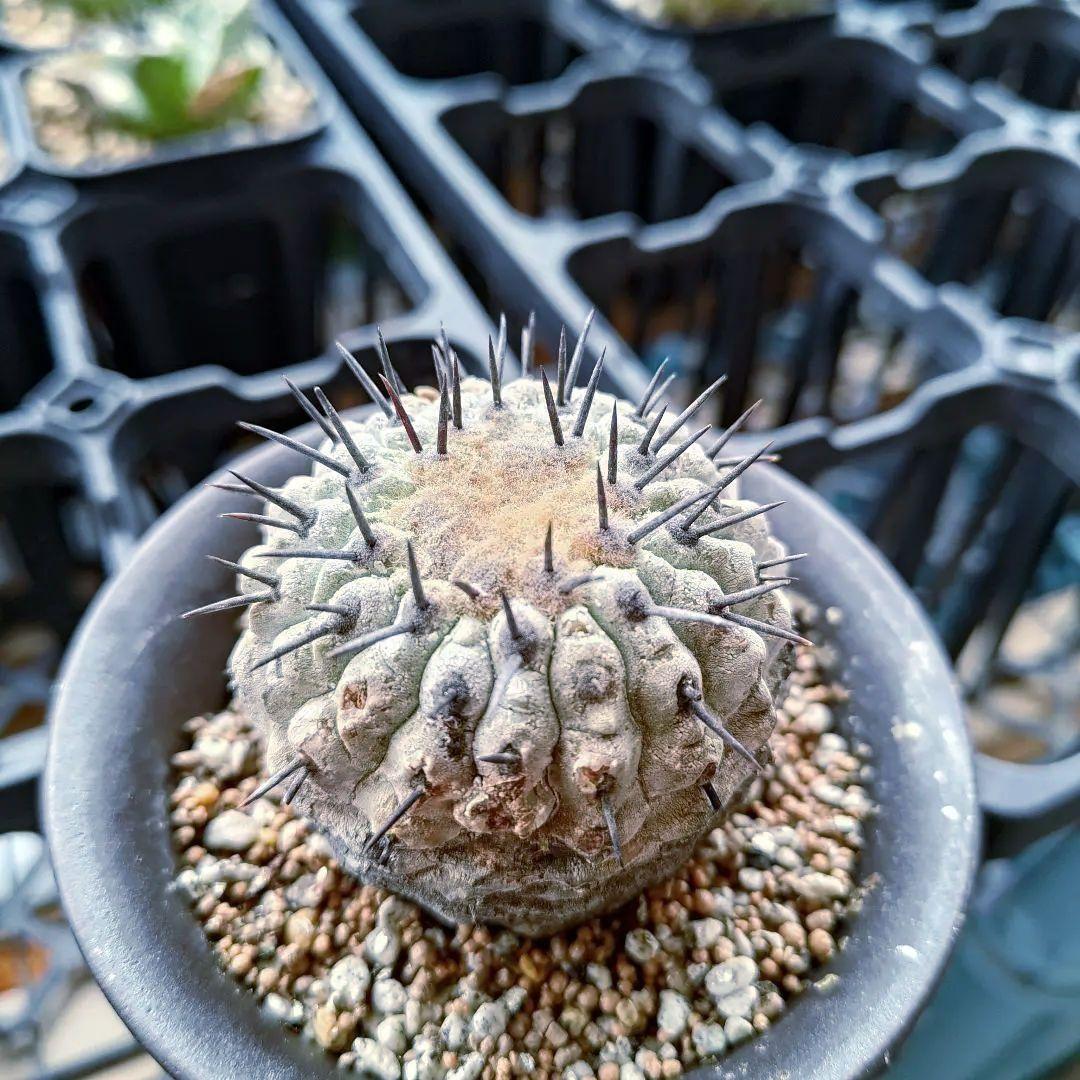 【限定一株】黒王丸 現地球 発根済み 青白 コピアポア シネレア