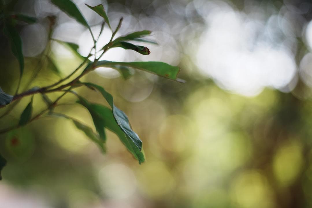 【極美品】Minolta MD ROKKOR 85mm F2 ミノルタ 571