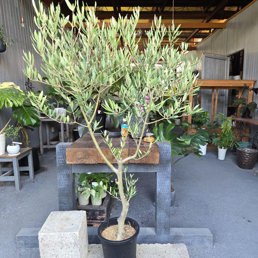 bobio⑮オリーブの木souju『ピクアル』⑨『ミッション8号2苗セット